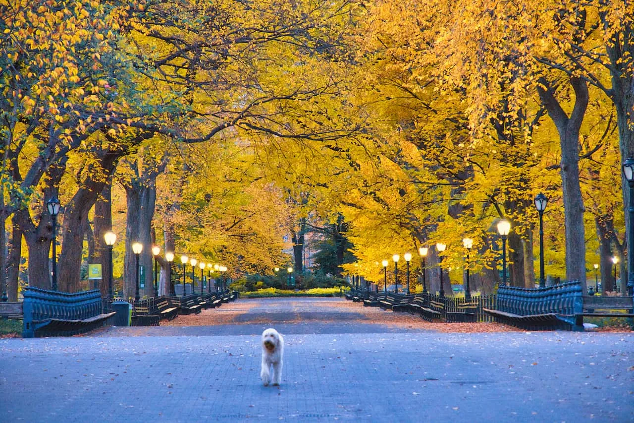 Central-Park-Mall-Walking.jpeg