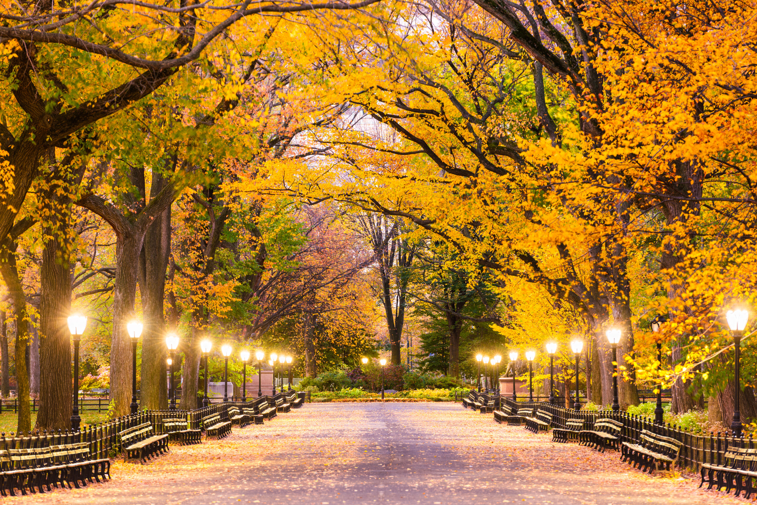 Central Park at The Mall in New York City during predawn.