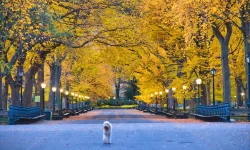 Central-Park-Mall-Walking.jpeg