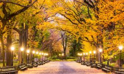 Central Park at The Mall in New York City during predawn.